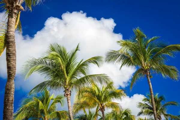 Grüne Kokospalmen am dunkelblauen Himmel mit weißen Wolken. pho — Stockfoto