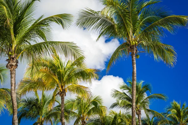 Green coconut palm trees on dark blue sky with white clouds. Pho