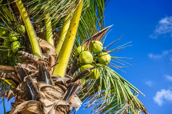 Frische Kokosnuss auf Kokosnussbaum. grüne Kokosnuss auf Palme. — Stockfoto