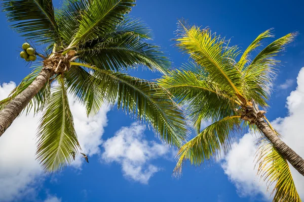 Grüne Kokospalmen am dunkelblauen Himmel mit weißen Wolken. pho — Stockfoto