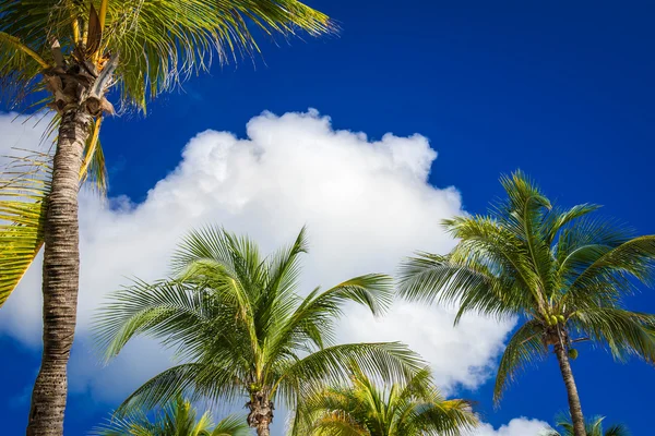 Grüne Kokospalmen am dunkelblauen Himmel mit weißen Wolken. pho — Stockfoto