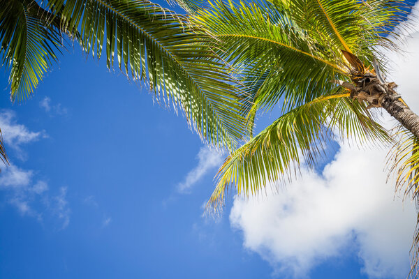Green coconut palm trees on dark blue sky with white clouds. Pho