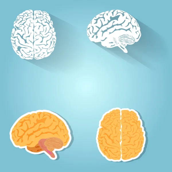 Ensemble du cerveau humain — Image vectorielle