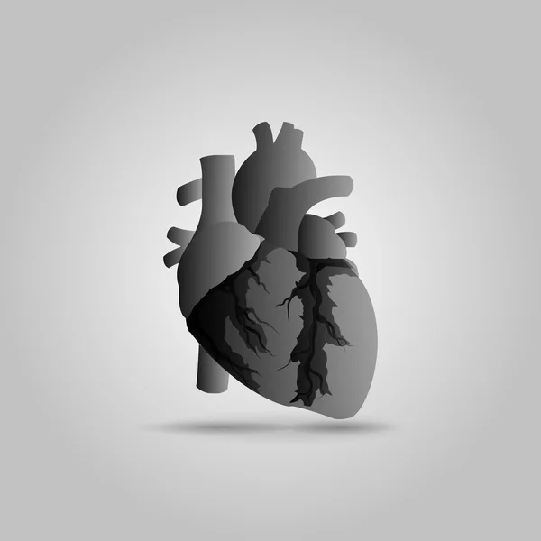 Menselijk hart vectorillustratie — Stockvector