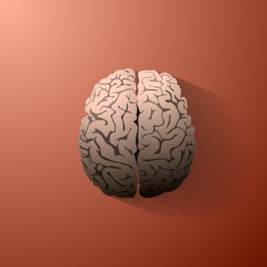 insan beyni bir çizimi