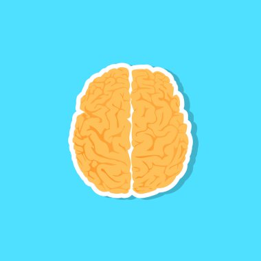 insan beyni bir çizimi