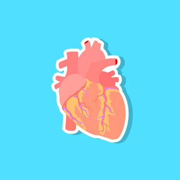 Lidské srdce vektorové ilustrace — Stockový vektor