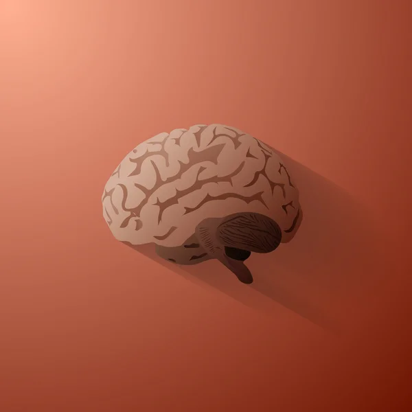 Az emberi agy illusztráció — Stock Vector