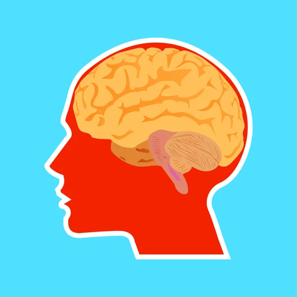 En illustration av den mänskliga hjärnan — Stock vektor