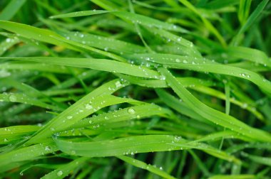 Yeşil bahar çimen whit su damlası