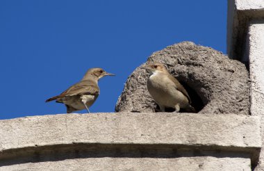 Furnarius near nest clipart
