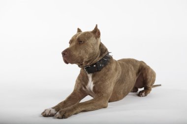 Pitbull köpek portre