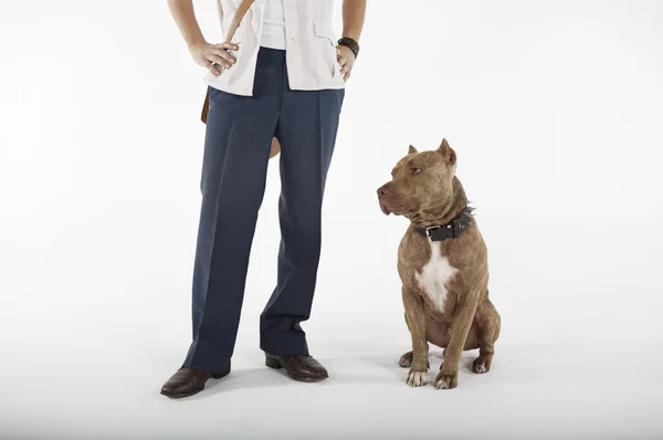 Jonge man met hond van de stier van de kuil — Stockfoto