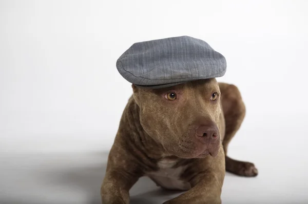 Pitbull cão com chapéu — Fotografia de Stock