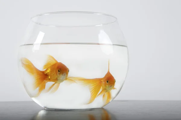 Tigela com Goldfish — Fotografia de Stock