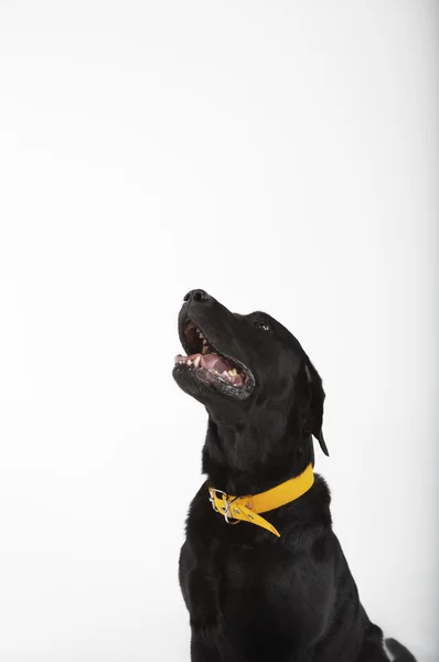 Perro labrador negro — Foto de Stock