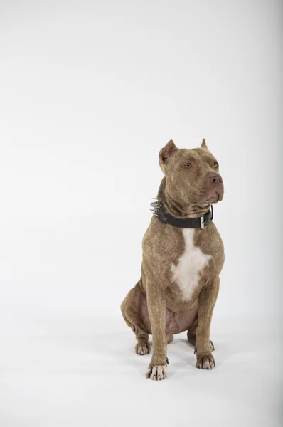Pitbull портрет собаки — стокове фото