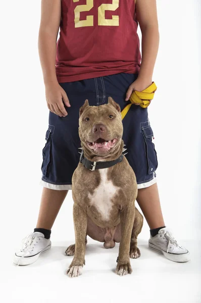 Teenage boy with pit bull dog — Stock Photo, Image