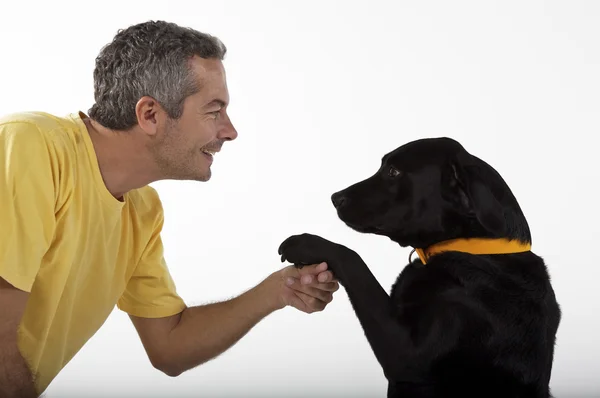 Человек играет с собакой Лабрадор — стоковое фото