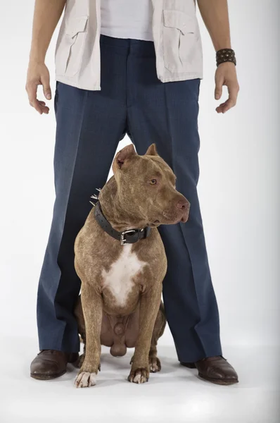 Jovem com cão Pit touro — Fotografia de Stock