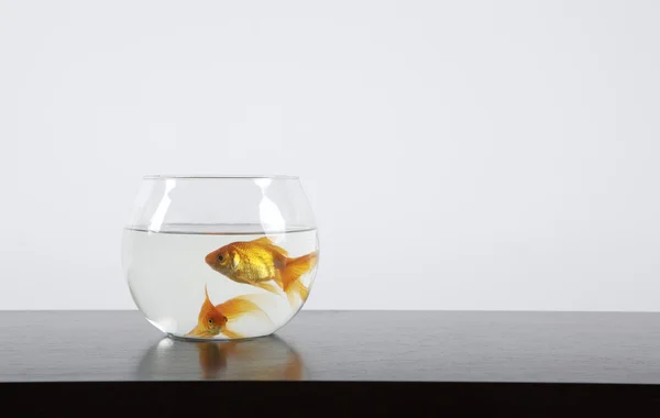 Чаша с золотой рыбкой — стоковое фото