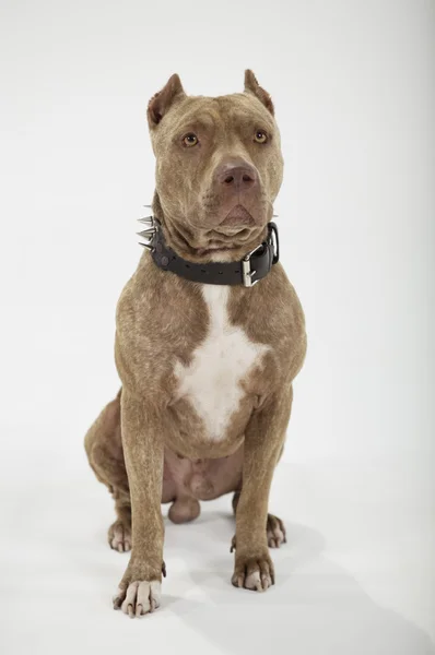 Pitbull retrato de perro — Foto de Stock