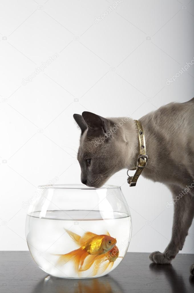 Siamese Cat and golden fish