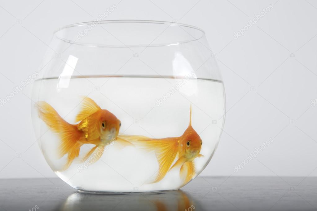 Bowl with Goldfish