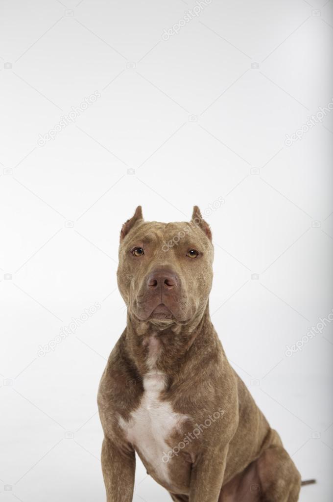 Pitbull dog portrait