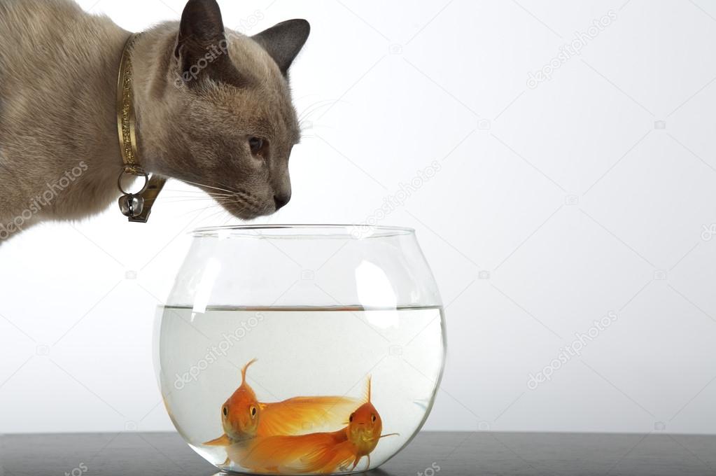 Siamese Cat and golden fish