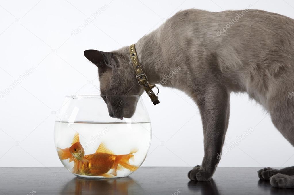 Siamese Cat and golden fish