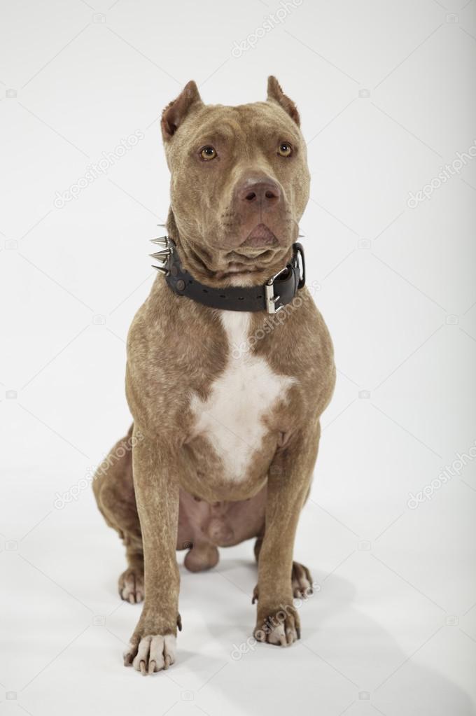 Pitbull dog portrait