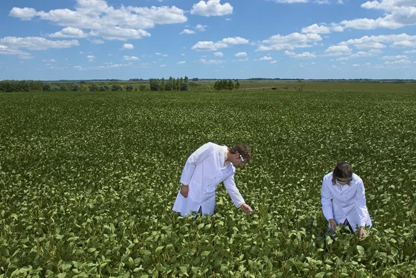 Вчені, що виганяють соєві рослини — стокове фото