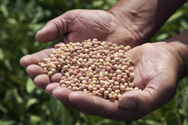 male holding soybeans clipart