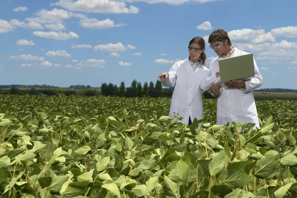 Scientist exemining soybean plants — Stock Photo, Image