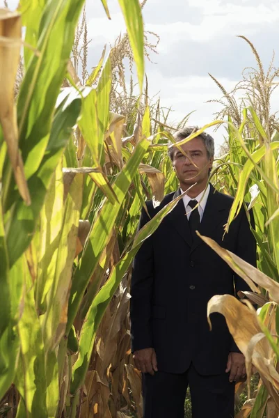 A kukorica a területen üzletember — Stock Fotó