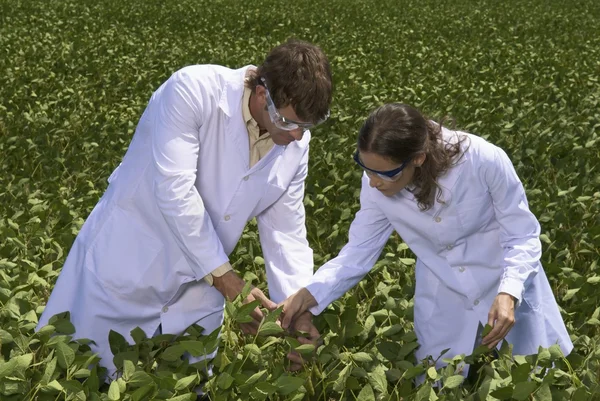 Científicos exeminando plantas de soja —  Fotos de Stock
