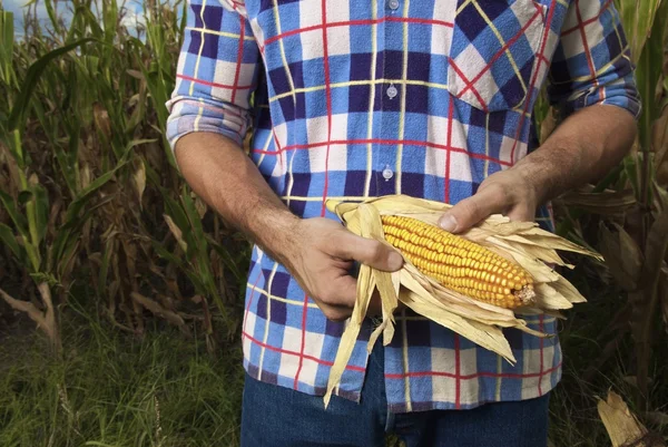 Человек, изучающий кукурузу — стоковое фото