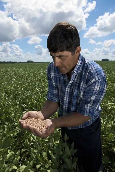 Adam holding soya fasulyesi — Stok fotoğraf