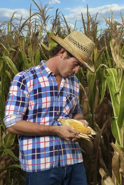 Людина слідчим кукурудзи — стокове фото