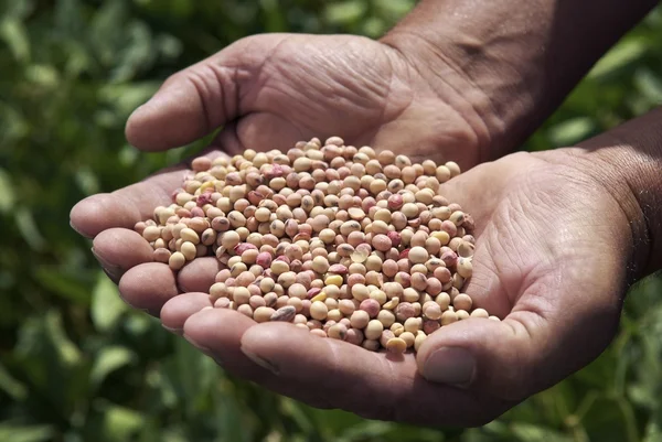 Male holding soybeans — Stock fotografie