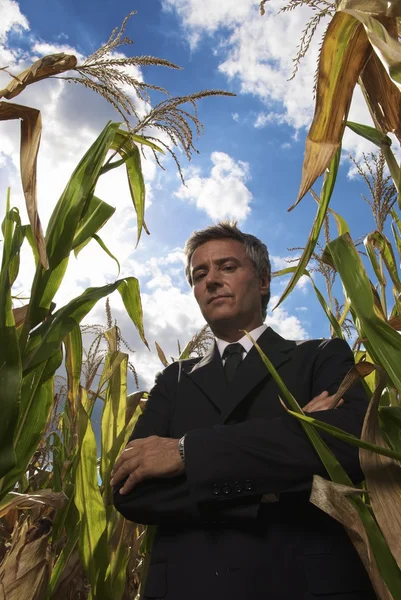 Бизнесмен в кукурузном поле — стоковое фото