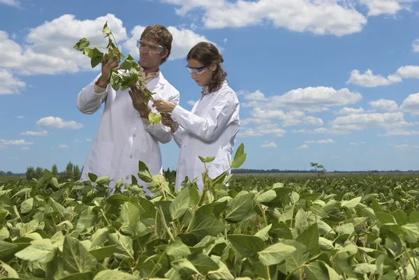 Científicos exeminando plantas de soja —  Fotos de Stock