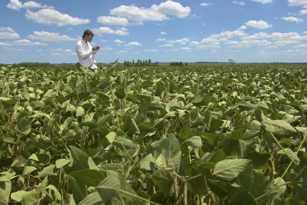 Cientista que isenta plantas de soja — Fotografia de Stock