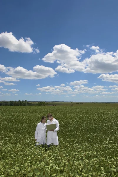 Scientist exemining soybean plants — Stock Photo, Image