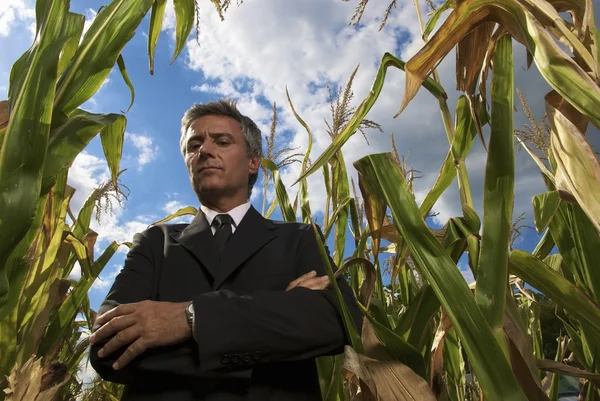Hombre de negocios en campo de maíz — Foto de Stock