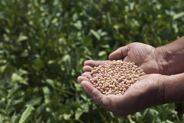 Male holding soybeans — Stock Photo, Image