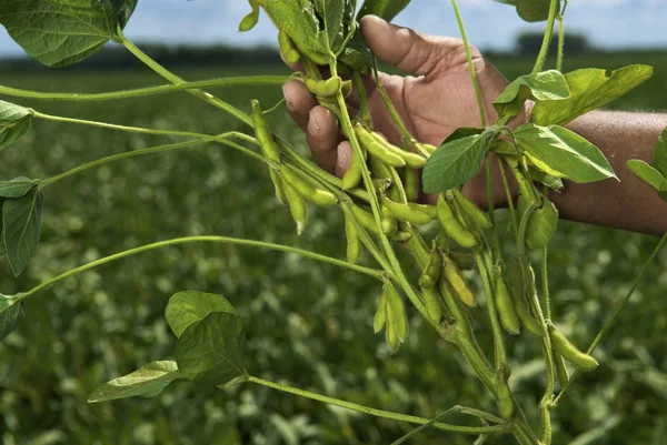 Male hand holding soybean stalks — Stockfoto