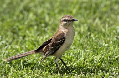 Mimus saturninus yakın çekim