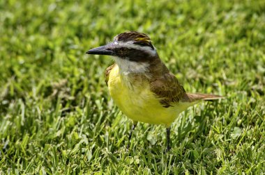 Pitangus sulphuratus yakın çekim